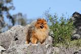 SPITZ ALLEMAND 158
